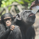 Illustration for article titled You Can Help the New York Blood Centers Abandoned Chimps